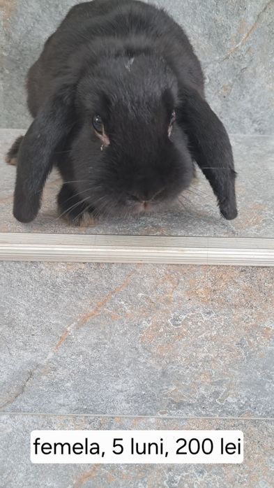 Iepuri berbec pitic