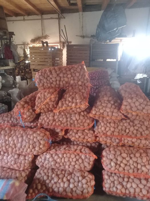 Cartofi de sămânță