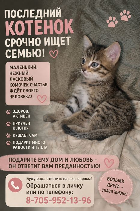 Мальчик ищет семью.

Очаровательные, здоровые и