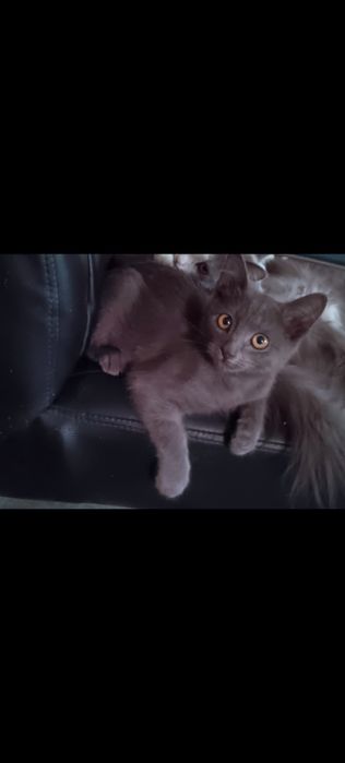 Котята бесплатно