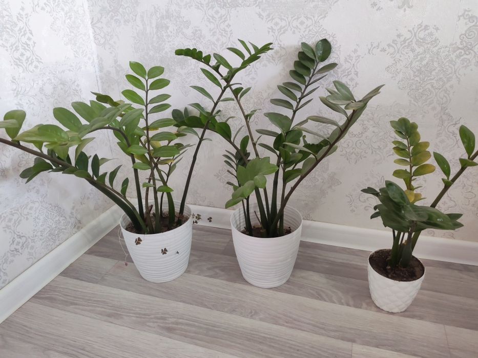 Комнатные цветы продам