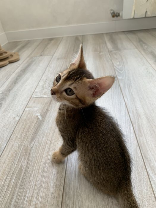 Абиссинские котята