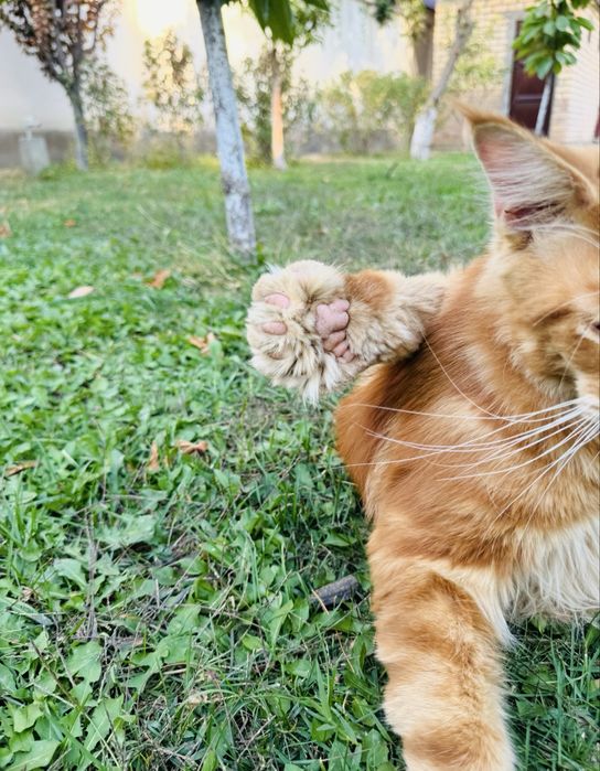 Мейн-кун  вязка полидакт 6/6/6/6