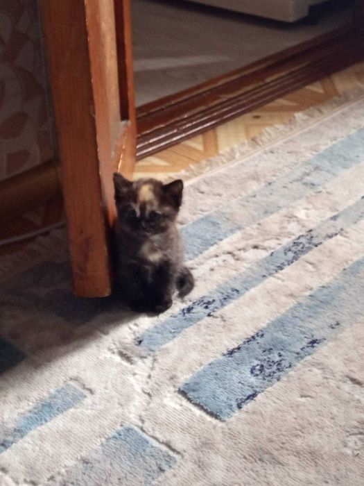 Котенок, черно-коричневый, девочка
