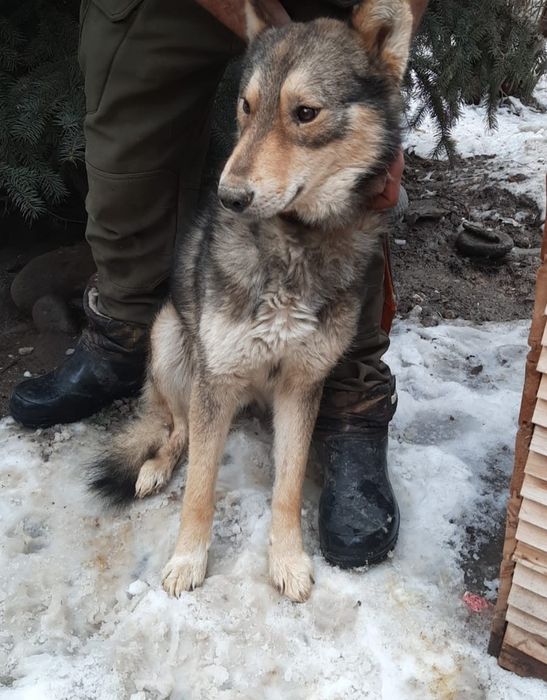 СобАчкИ кОмпаНьеНы сТорожа ОхраНиики