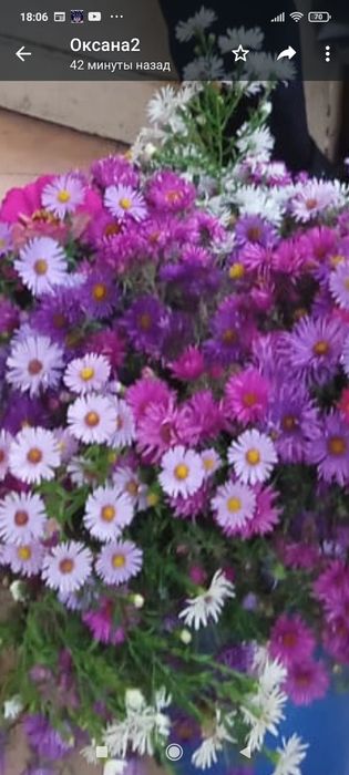 Садовые растения