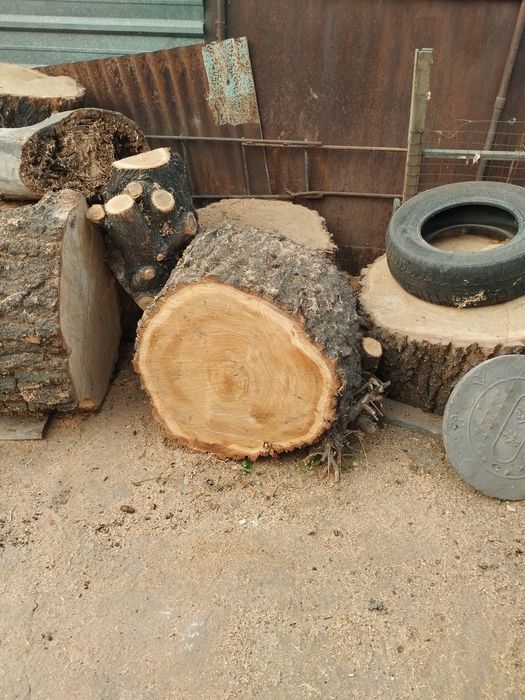 Отдам бесплатно пни карагача