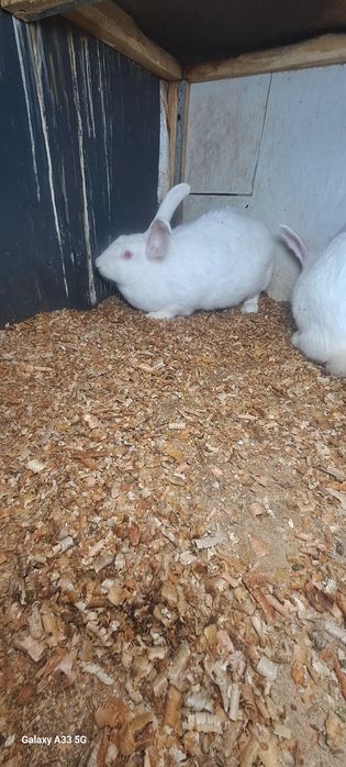 Quyon xikol sotiladi para