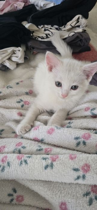 Котенок бесплатно