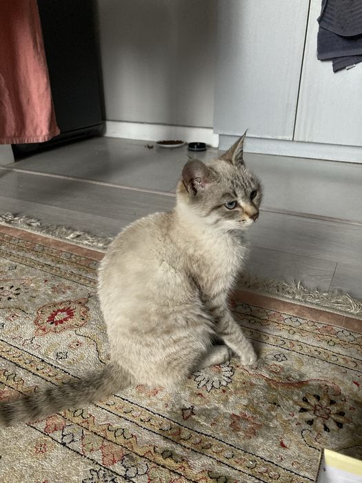 Котенок-девочка табби пойнт