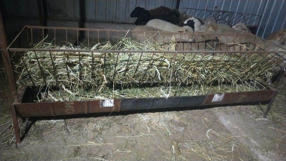 Продам жирных баран откорм