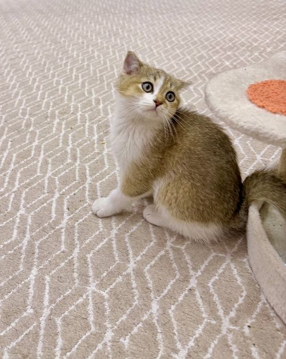 Котенок Скоттиш страйт