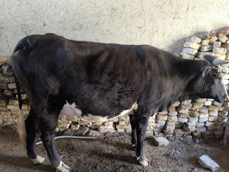 Ona bola sigir 1 qorin bolasi erkak