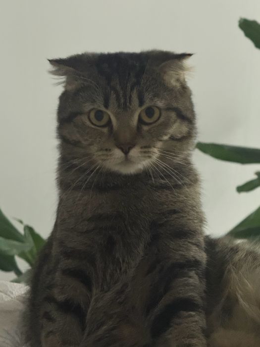 кошка шотландская вислоухая