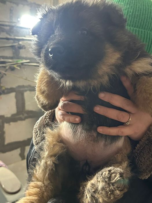 Щенки немецкой овчарки