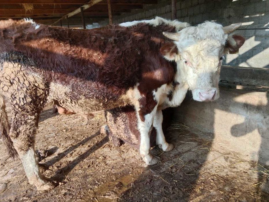 simmentallarni hamasi sotiladi