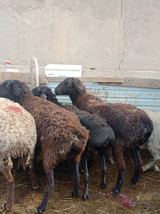 Продам баран жирные выбор большой