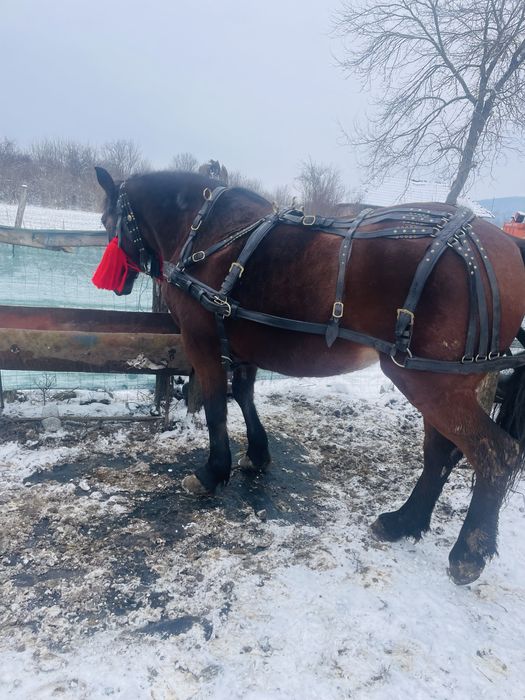Iapa semi grea de 7 pe ani in aprilie ,1,75 la greaban