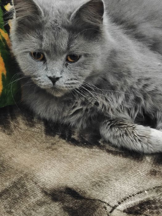 Sotch strayt 6 oylik qiz bola