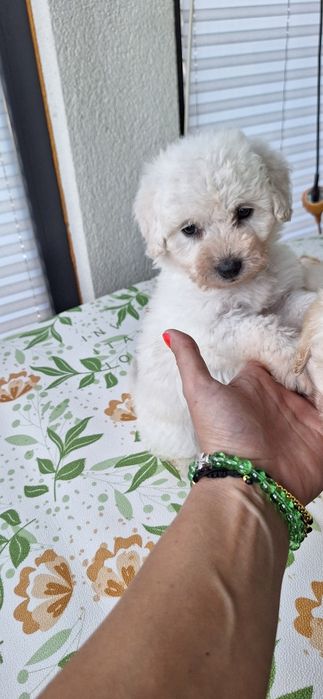Ofertă imbatabilă! Caniș de super calitate! Cel mai bun raport calitate preț!