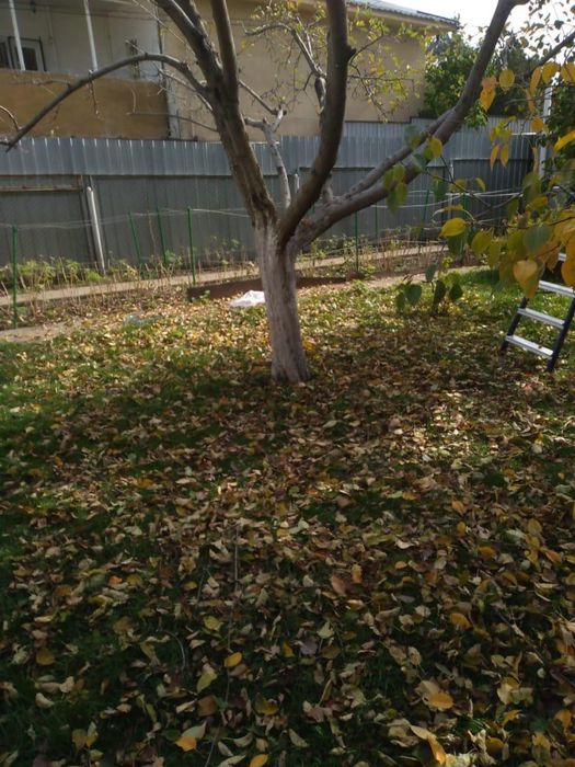 Обрезка деревьев