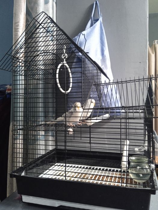 Продадим попугаев