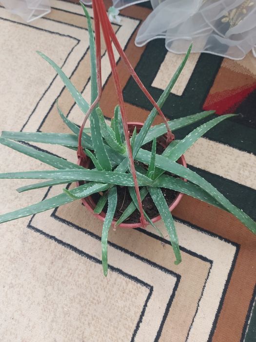 Цветы  Уй гулдерi Гул