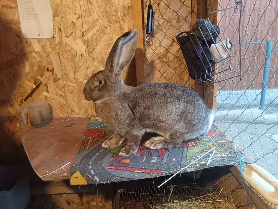 Iepuri uriaș german