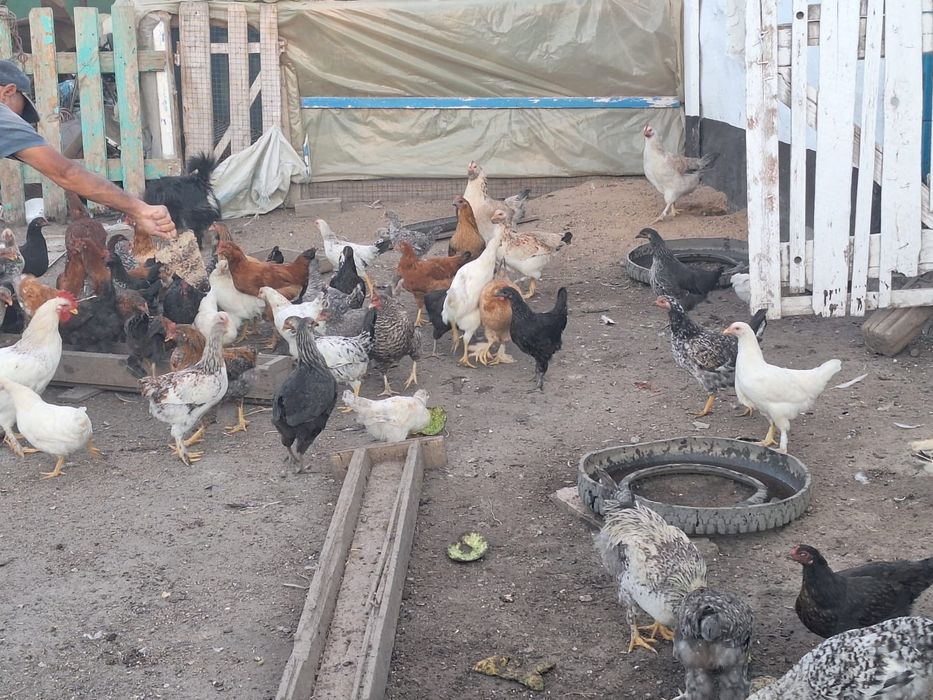 Продам домашних кур молодняк