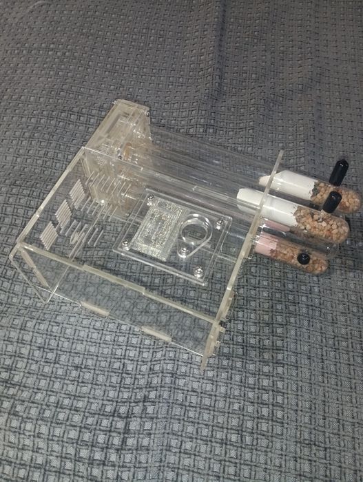 Муравьиная ферма, формикарий