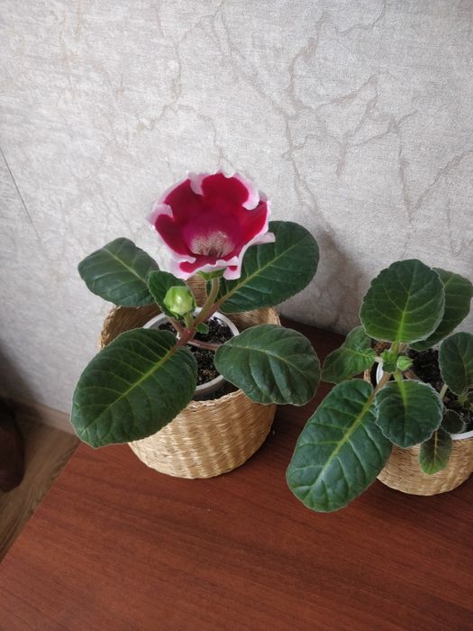 Продам глоксинию