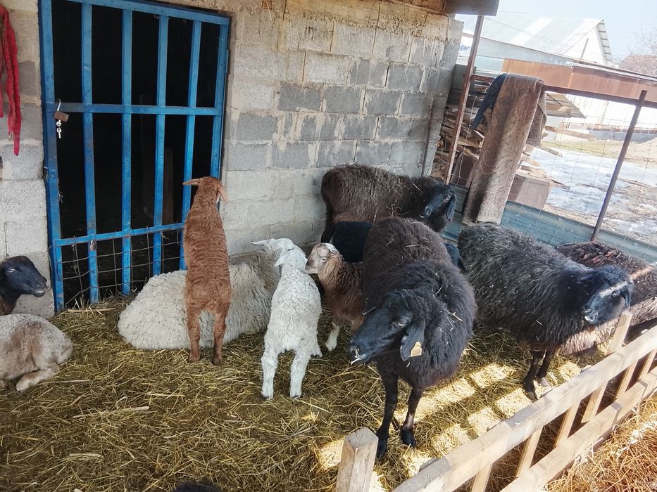 Бараны  в хорошем состояний