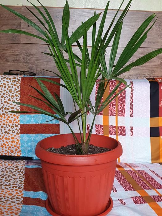 Финиковый пальма