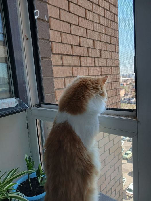 Продам кота с принадлежностями