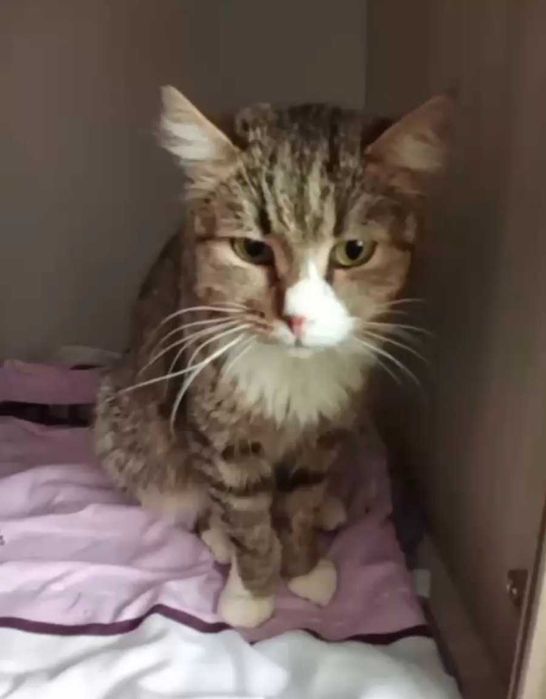 Спокойный котик ищет дом