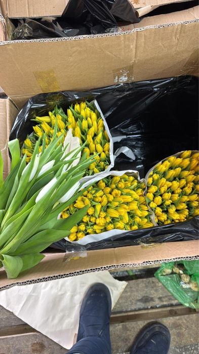 Тюльпаны цветы астана оптом