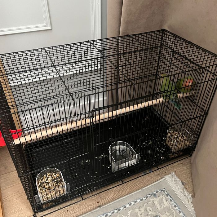 Неразлучник пара