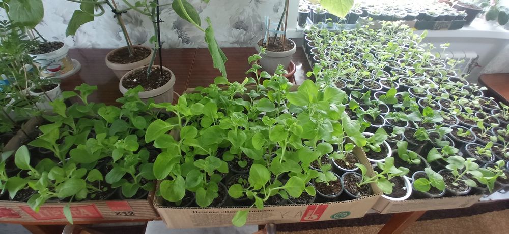 Продам рассаду недорого