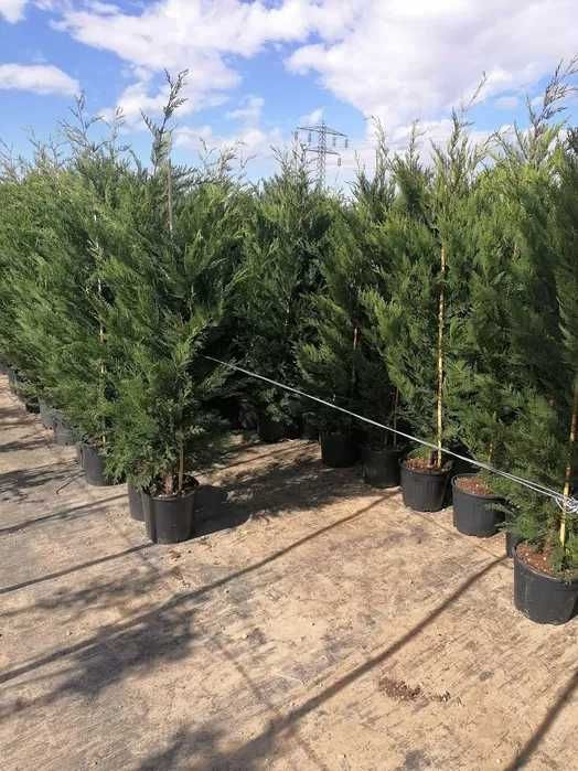 Plante Leylandii pentru Grădina Ta - Servicii Complete Incluse