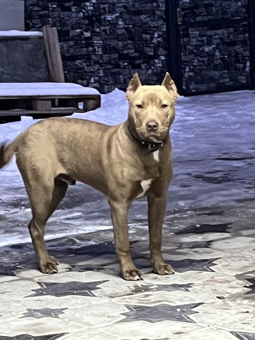 Ищем суку для вязки