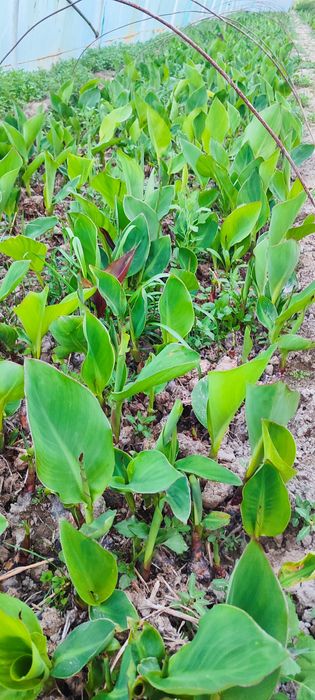 Kan gul kan Lola kup yillik buyi past katta gullaydi  eng zur sorti