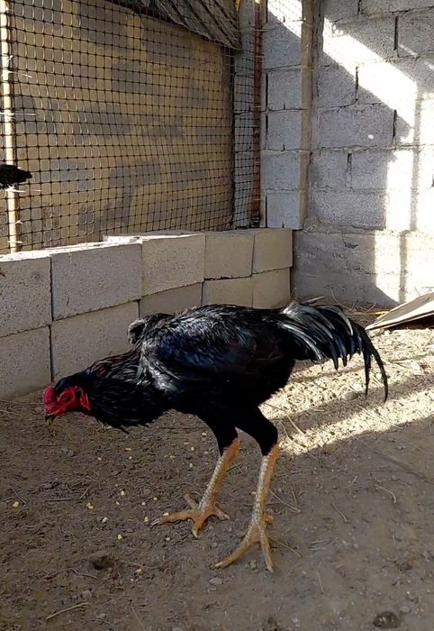 Дакан черный сатылады.