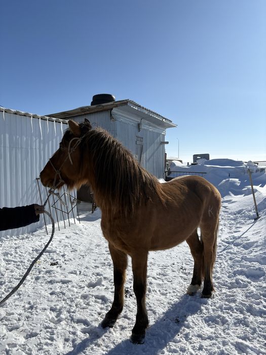 Айғыр Жеребец 5 жыл