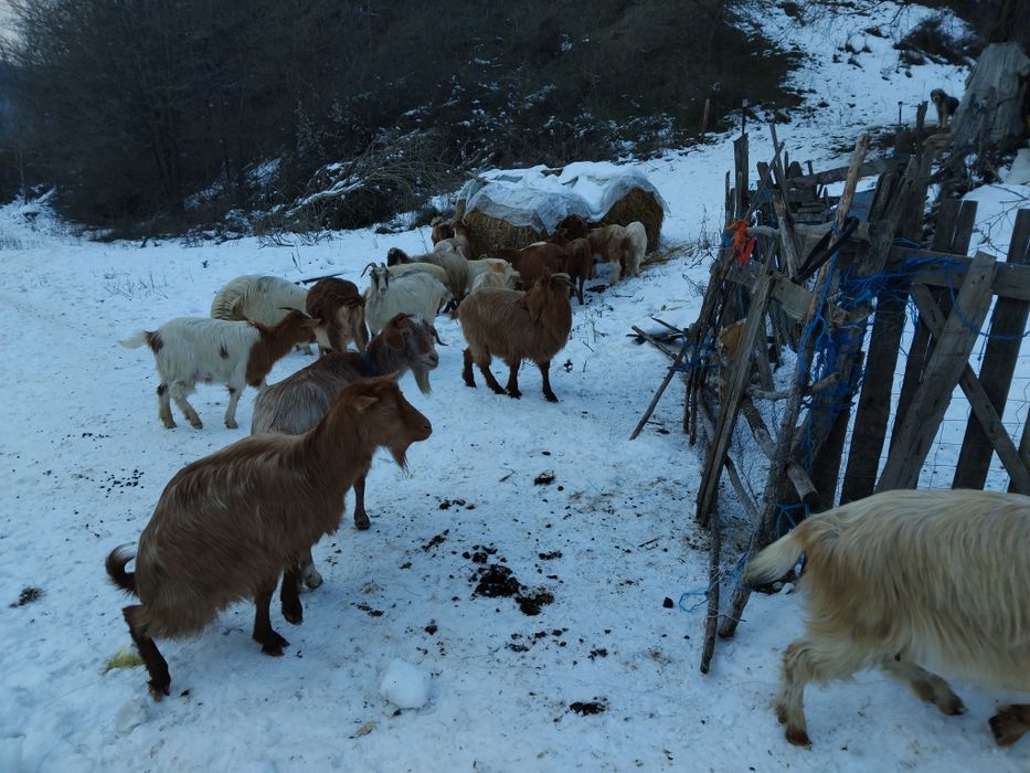 Vând 15 capre la a 3a Fătare și un cârlan de 6 luni