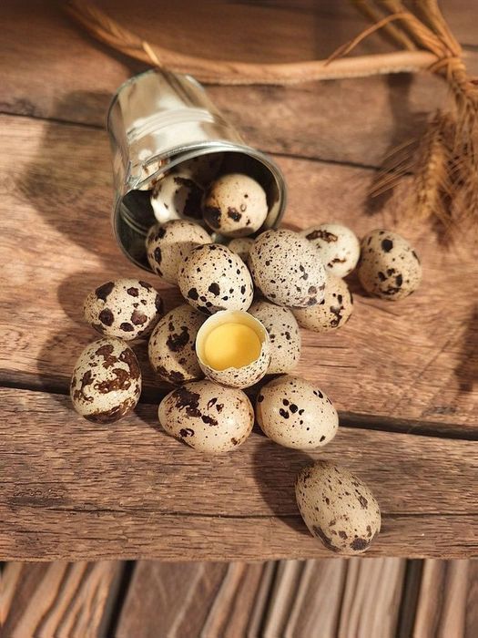 Яйца инкубационные перепелинные