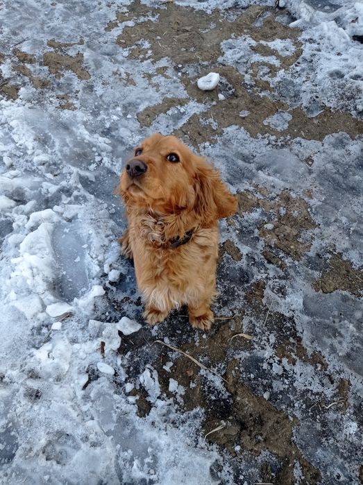 Русский охотничий спаниель