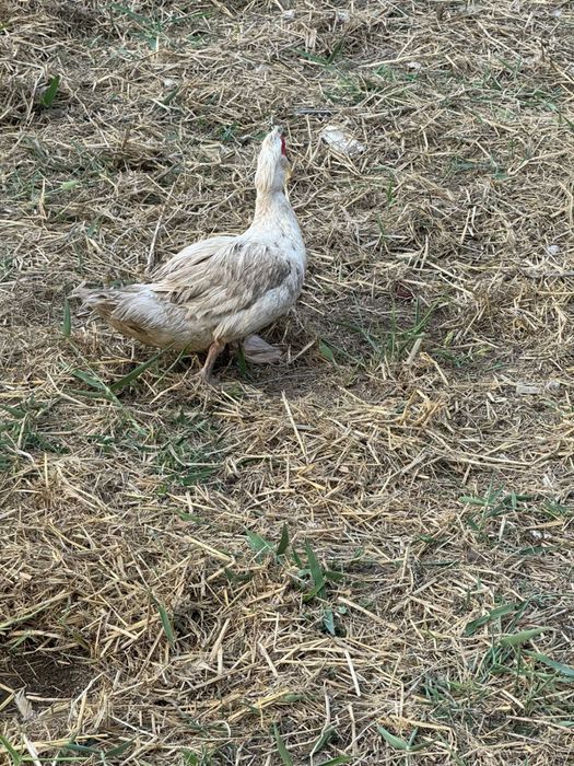 Индоутка қораздары/