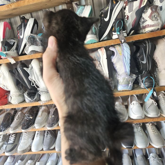 Котята (осталось 4)