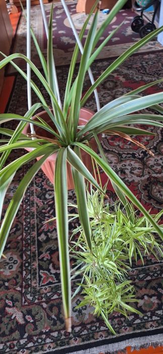 домашные горшочные цветы