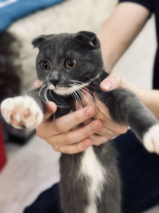 Шатландский кот Кошка мысык